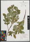 Foto von Salix waldsteiniana Willd.